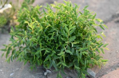 Ziziphus jujuba, photographed by Zinogre