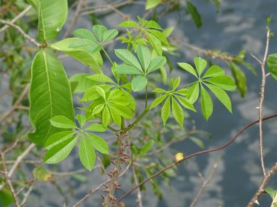 Ceiba aesculifolia, photographed by Alexis López Hernández