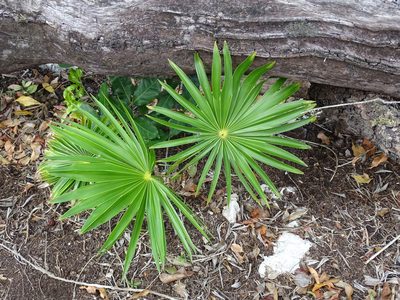 Thrinax radiata, photographed by Alexis López Hernández
