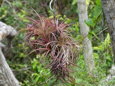 Tillandsia brachycaulos, photographed by Alexis López Hernández