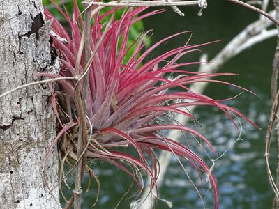 Tillandsia brachycaulos, photographed by Alexis López Hernández