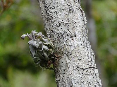 Tillandsia streptophylla, photographed by Alexis López Hernández