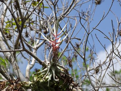 Tillandsia streptophylla, photographed by Alexis López Hernández