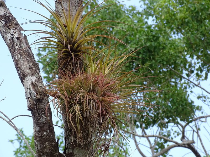 Tillandsia brachycaulos, photographed by Alexis López Hernández