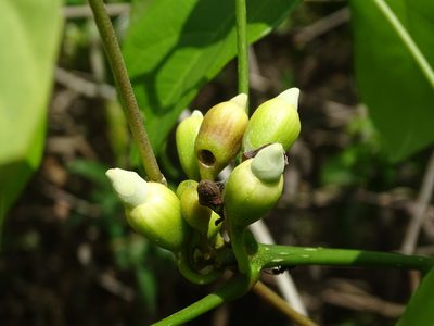 Amphilophium crucigerum, photographed by Alexis López Hernández