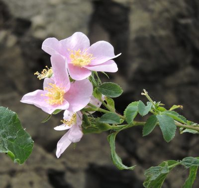 Rosa californica, photographed by Alex
