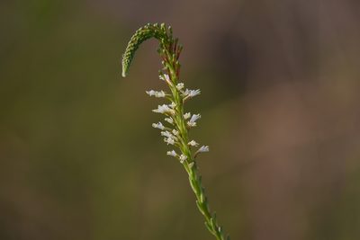 Oenothera curtiflora