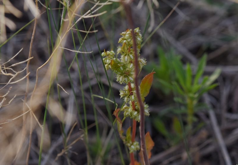 Rumex dentatus, photographed by Zinogre