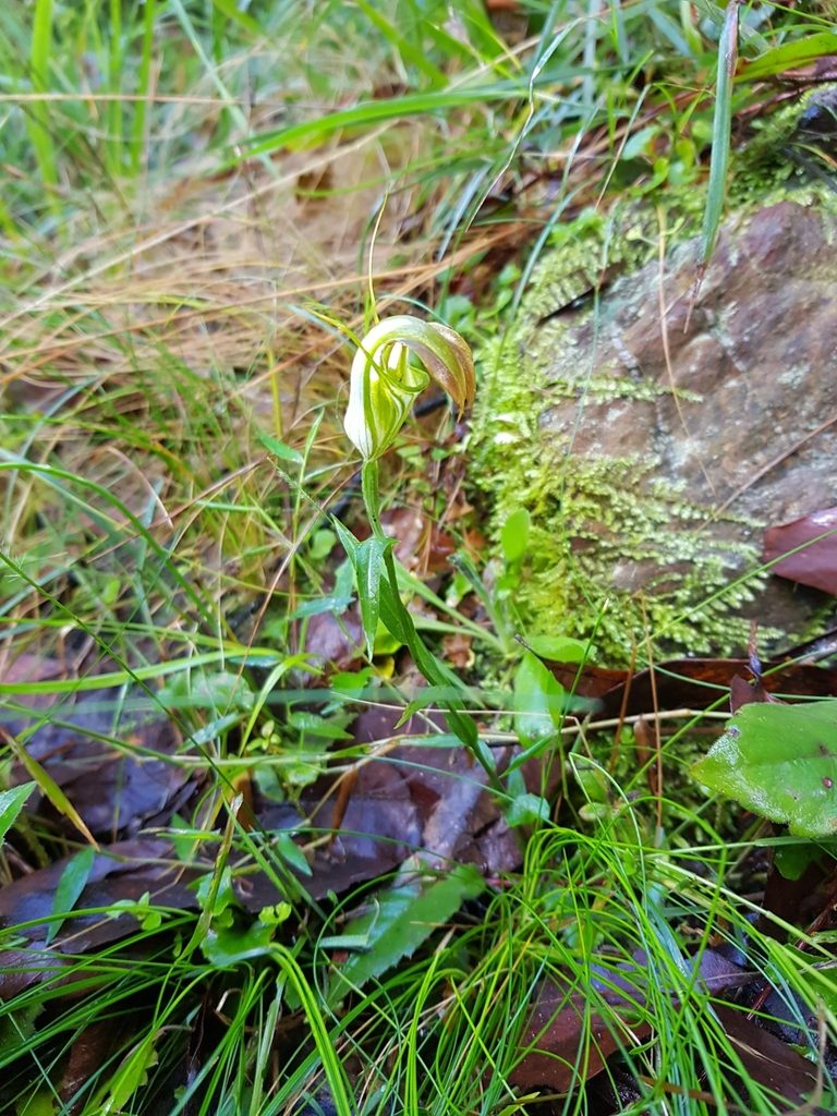 Pterostylis grandiflora, photographed by Roman Soroka