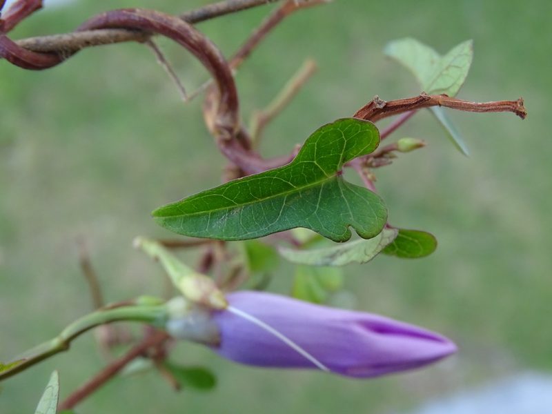 Ipomoea splendor-sylvae, photographed by Alexis López Hernández