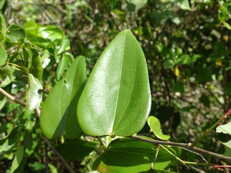 Bauhinia jenningsii, photographed by Alexis López Hernández
