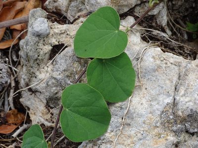 Cissampelos pareira
