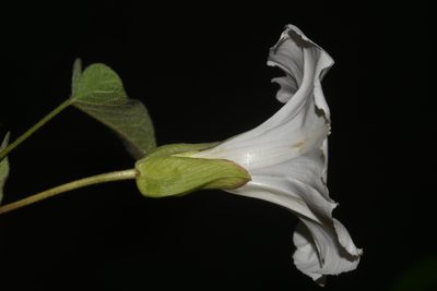 Calystegia catesbeiana, photographed by Brian Finzel