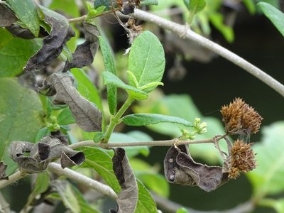 Otopappus guatemalensis, photographed by Alexis López Hernández