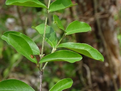 Malpighia glabra, photographed by Alexis López Hernández