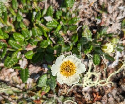 Dryas octopetala, photographed by Erin McKittrick