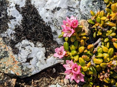 Kalmia procumbens, photographed by Erin McKittrick