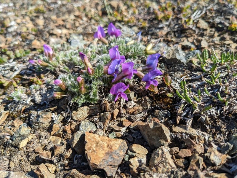 Oxytropis nigrescens, photographed by Erin McKittrick