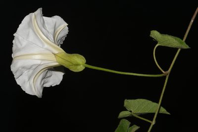 Calystegia catesbeiana, photographed by Brian Finzel