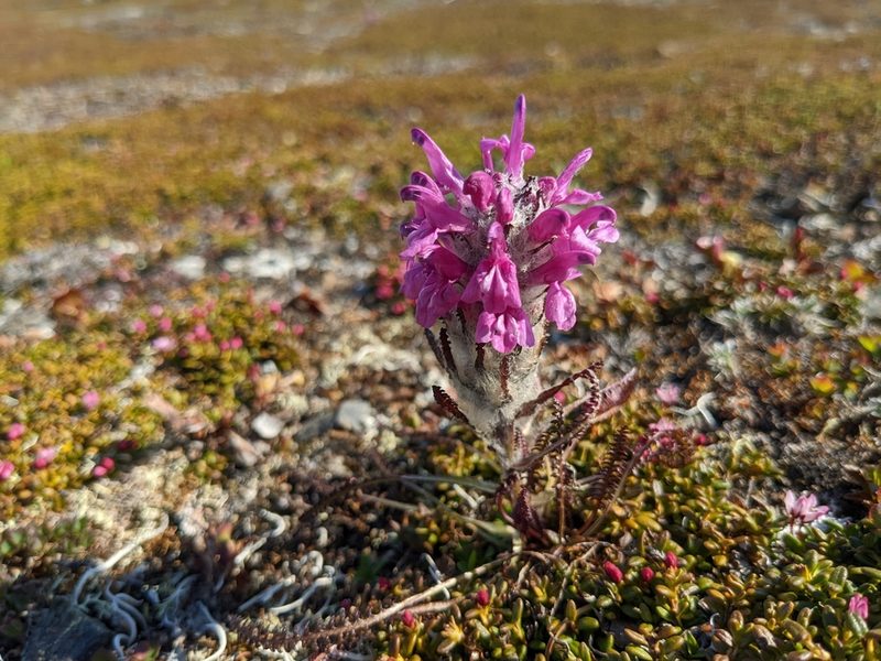 Pedicularis lanata, photographed by Erin McKittrick