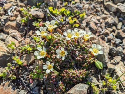 Diapensia obovata, photographed by Erin McKittrick