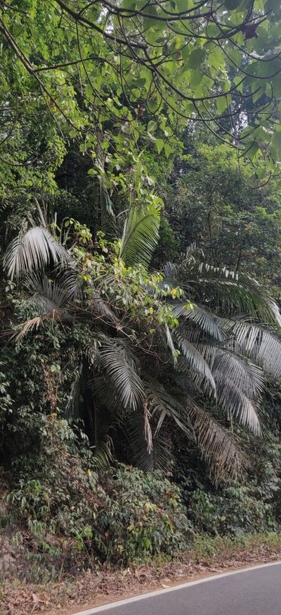 Arenga wightii, photographed by T R Shankar Raman