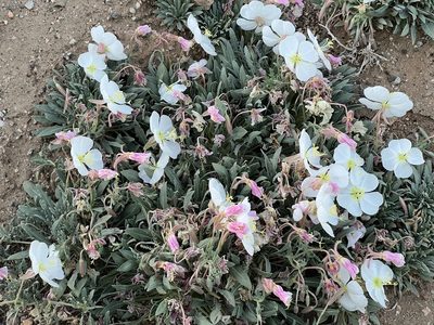 Oenothera avita, photographed by markhl