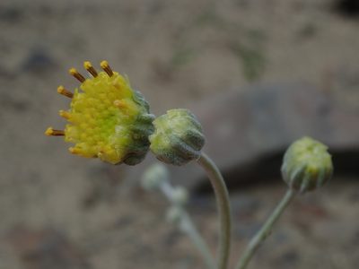 Hymenopappus filifolius, photographed by Nolan Exe