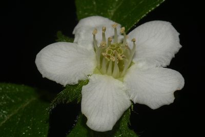 Crataegus uniflora, photographed by Brian Finzel