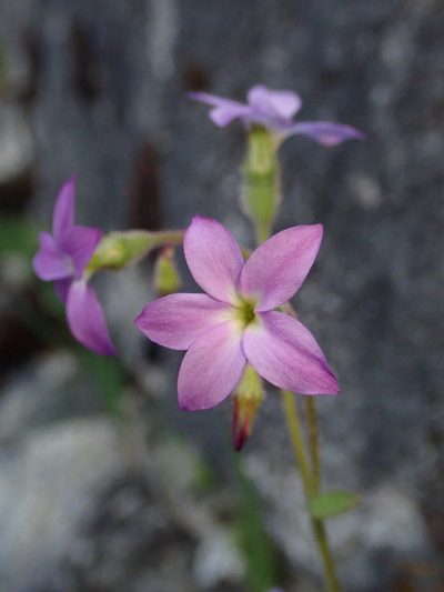 Suksdorfia violacea, photographed by Nolan Exe