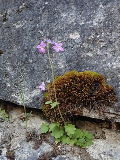 Suksdorfia violacea, photographed by Nolan Exe