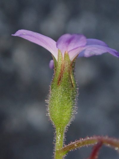 Suksdorfia violacea, photographed by Nolan Exe