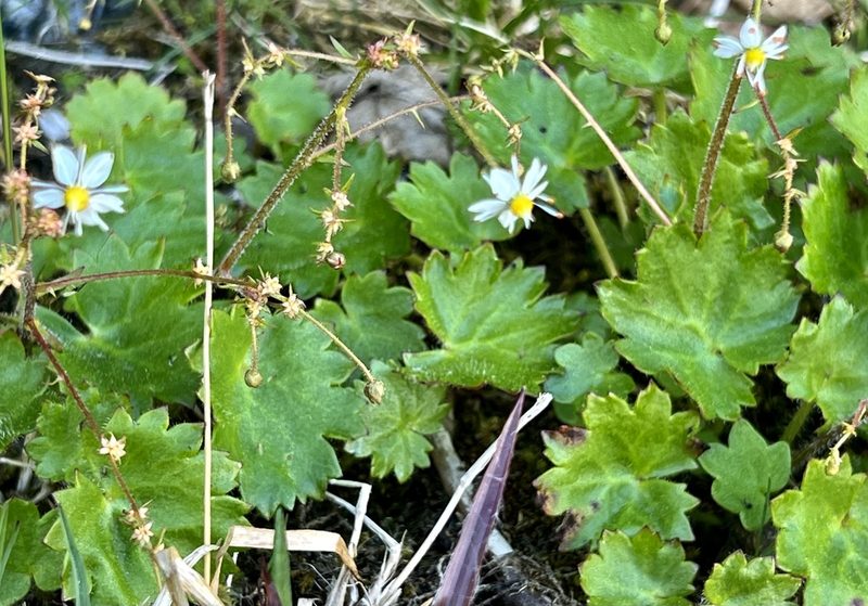 Micranthes mertensiana, photographed by Chuck Wilson