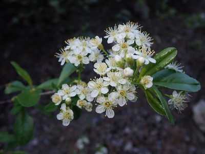 Prunus emarginata, photographed by Nolan Exe
