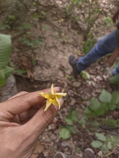 Tabernaemontana grandiflora, photographed by Jorge I. Merchán Mayorga
