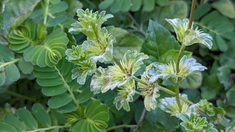 Lamium amplexicaule, photographed by Joseph Aubert