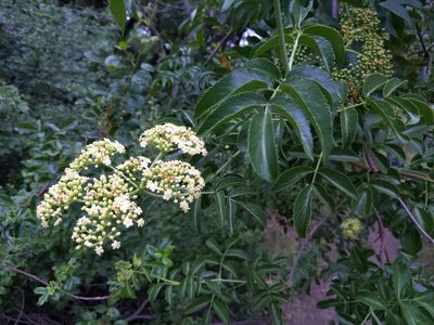 Sambucus cerulea, photographed by Eugene Eric Kim