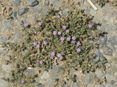 Spergularia rubra, photographed by Mary K. Hanson