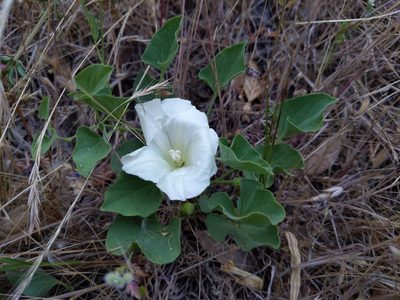Calystegia subacaulis
