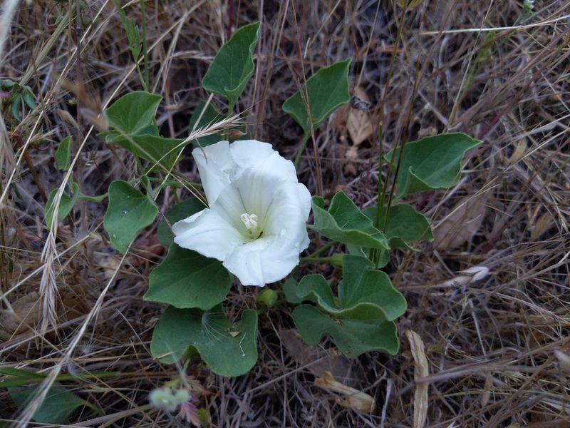 Calystegia subacaulis, photographed by Eugene Eric Kim