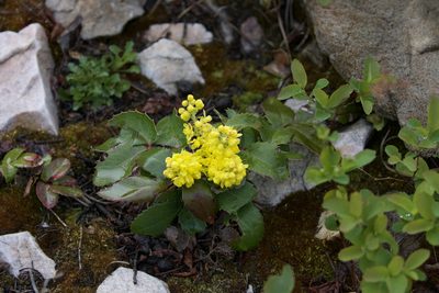 Berberis repens, photographed by John Krampl
