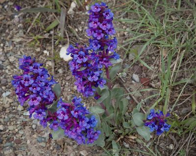 Penstemon nitidus, photographed by John Krampl