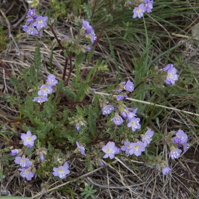 Polemonium pulcherrimum, photographed by John Krampl