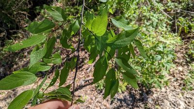 Celtis laevigata, photographed by Joseph Aubert