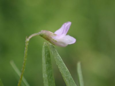 Vicia tetrasperma, photographed by SK53