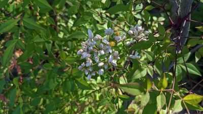 Nandina domestica, photographed by Joseph Aubert