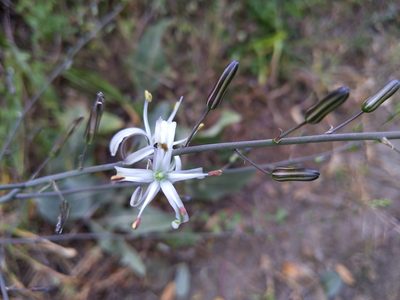Chlorogalum pomeridianum, photographed by Eugene Eric Kim
