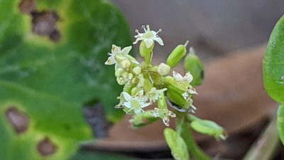 Hydrocotyle verticillata, photographed by Joseph Aubert