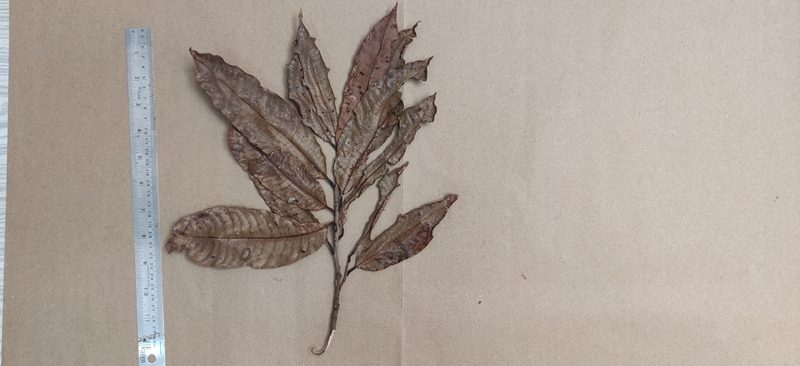 Nothopegia castaneifolia, photographed by T R Shankar Raman