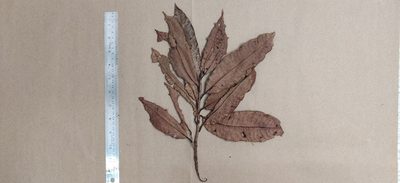 Nothopegia castaneifolia, photographed by T R Shankar Raman